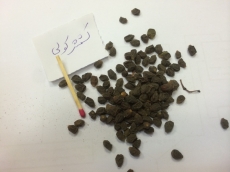 کشمش کابلی