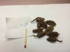 هل باد